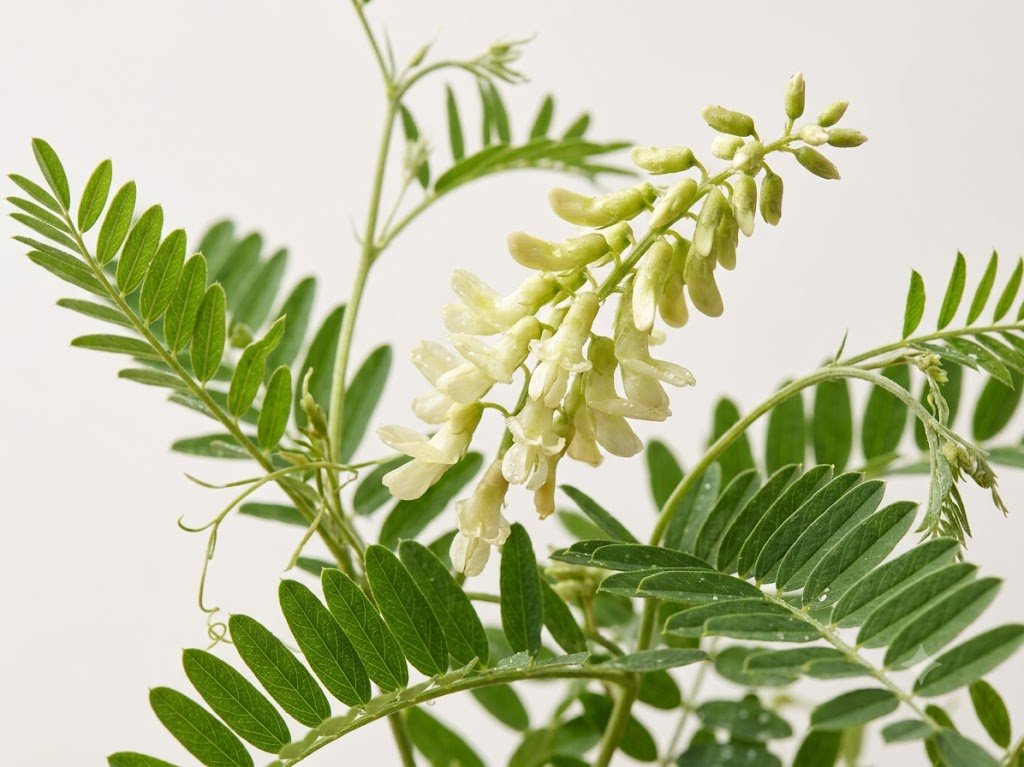 Sophora Flavescens
